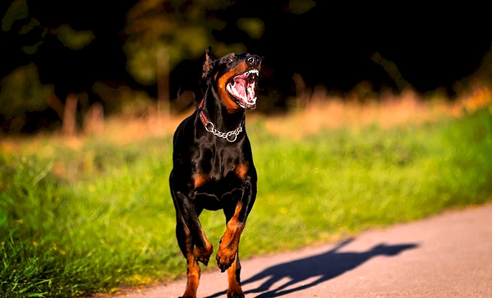 Dobermann Pinscher