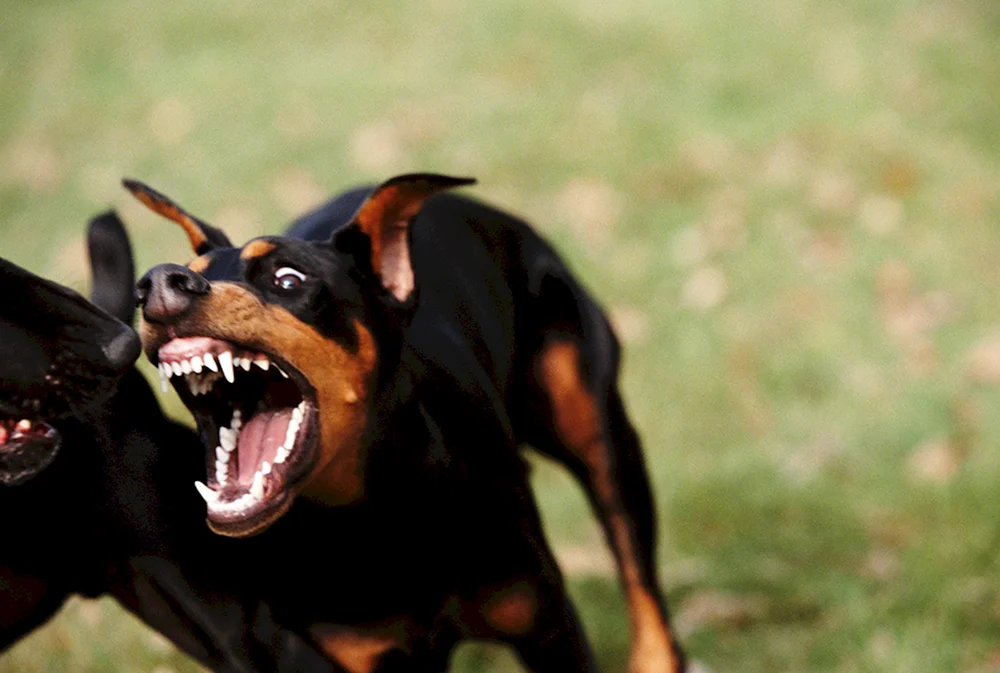 Dobermann Pinscher wütendes Bellen