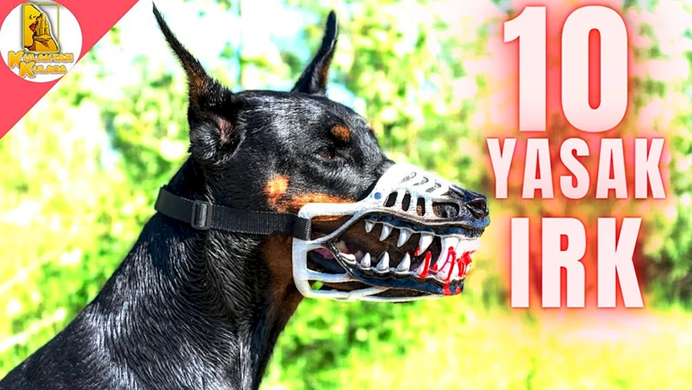 Oscarred Rottweiler Dobermann