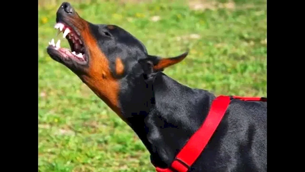 Dobermann Hund