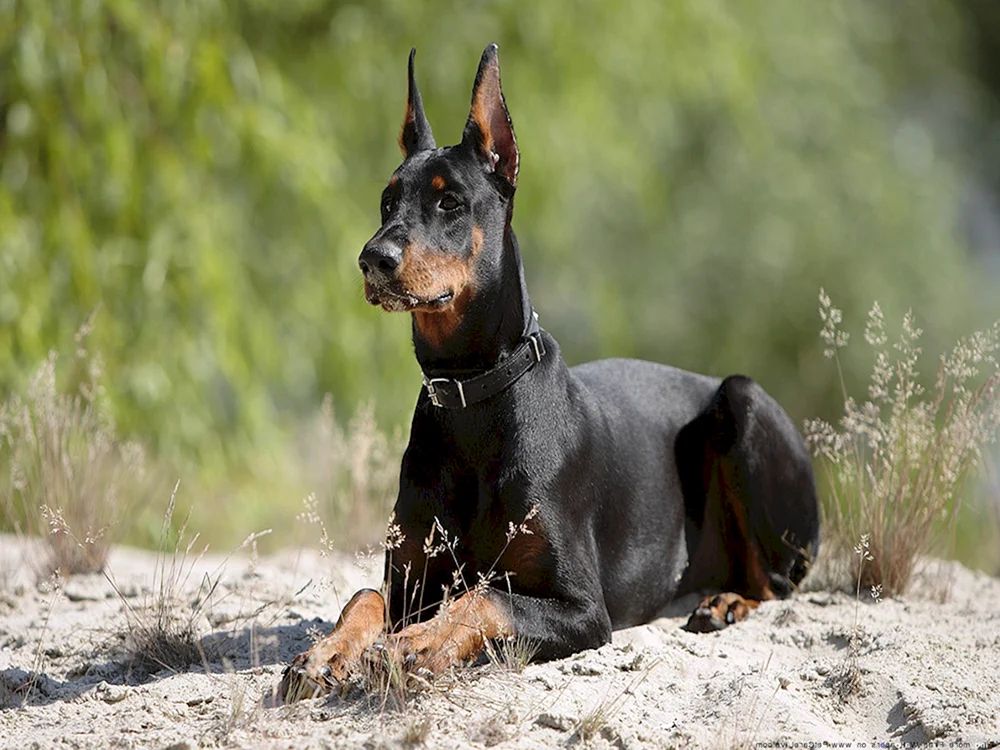 King Dobermann