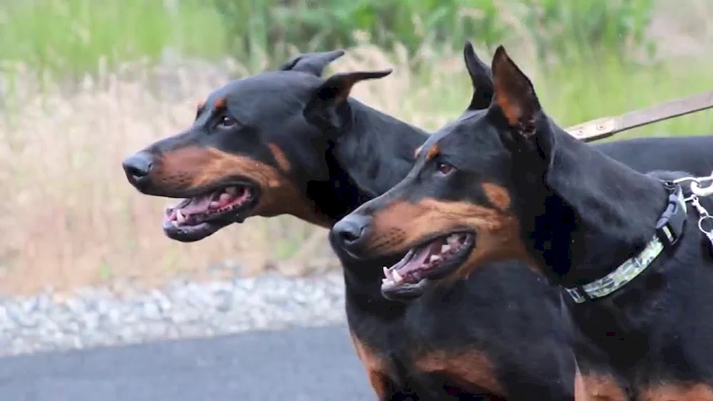 Dobermann Hund