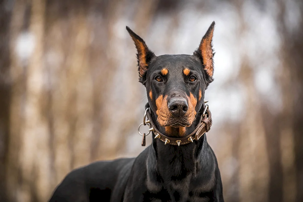 Dobermann Hund- Pinscher-Ästhetik