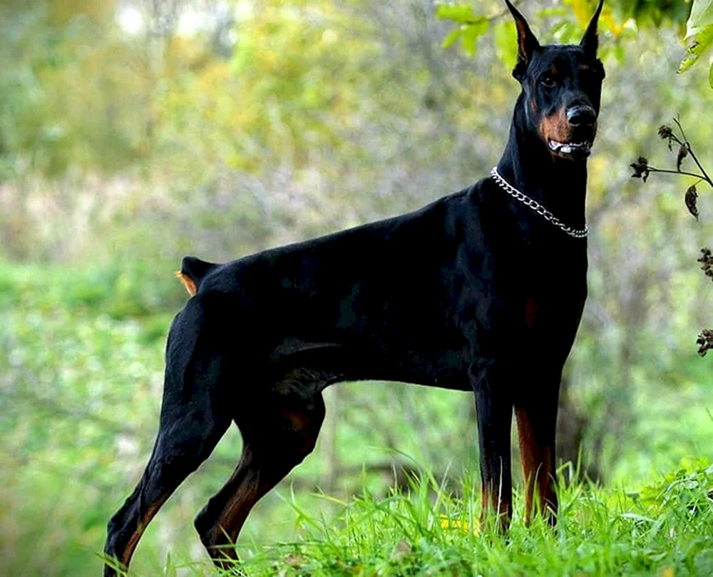 Dobermann. Pinscher