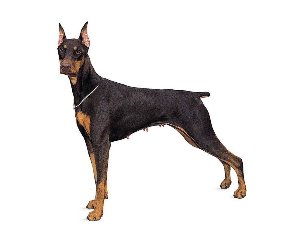 Dobermann Pinscher