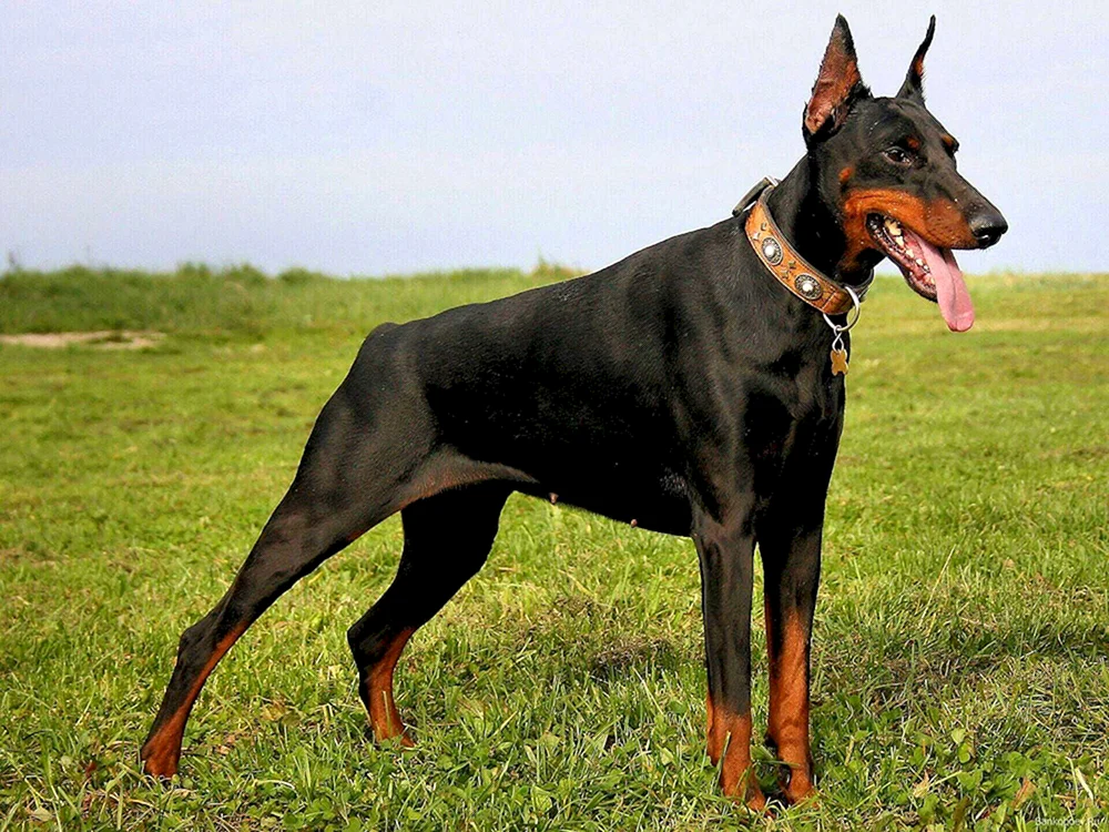 Dobermann Pinscher