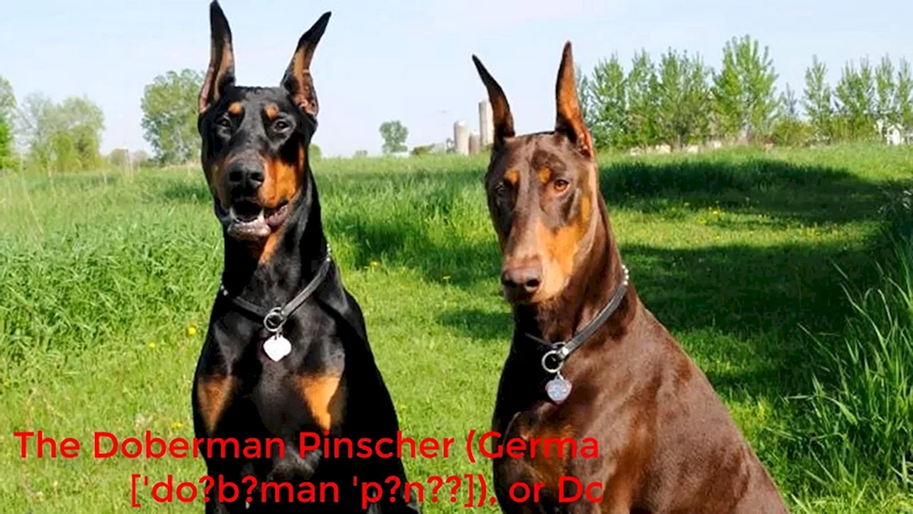 Dobermann braun gefleckt