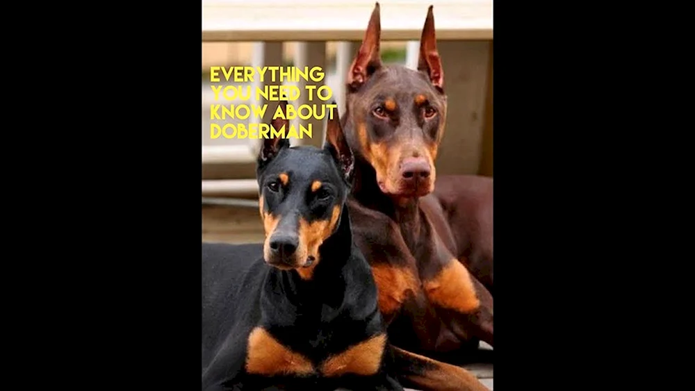 Dobermannpinscher