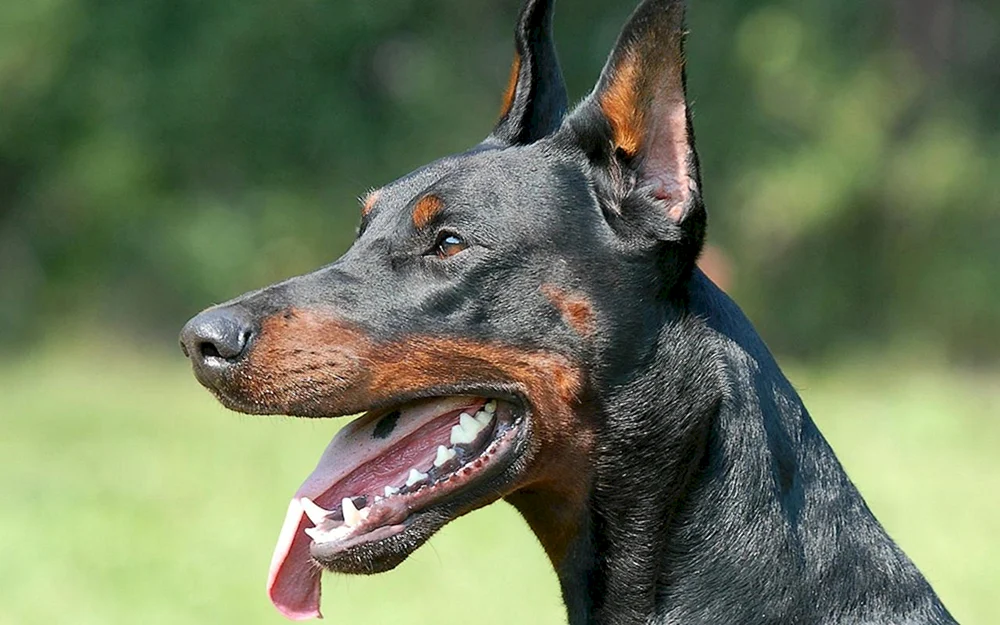 Dobermann Hunderasse