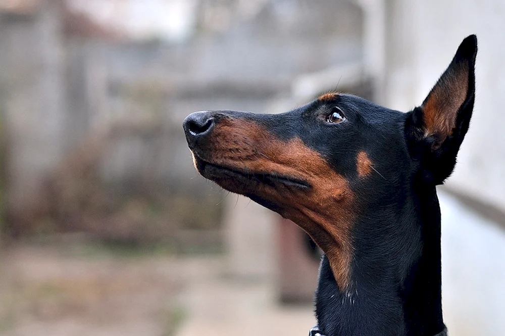 Dobermann Pinscher