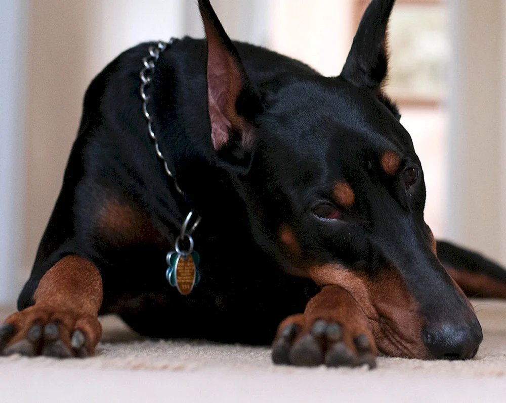 Dobermann Hunderasse