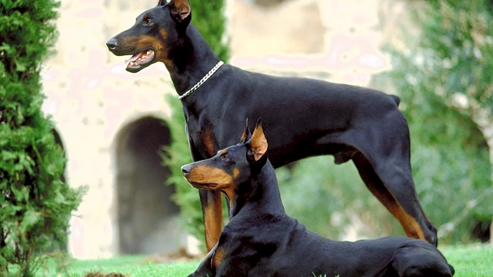 Dobermannhund