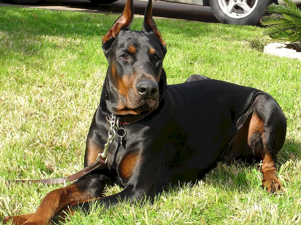 Dobermannpinscher