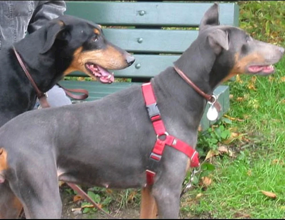 Dobermann Pinscher blau