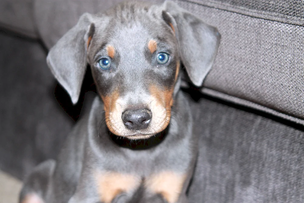 Dobermann pinscher blau