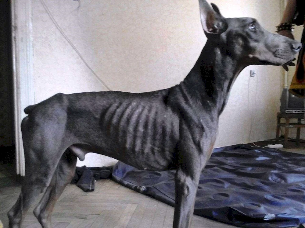 Dobermann pinscher