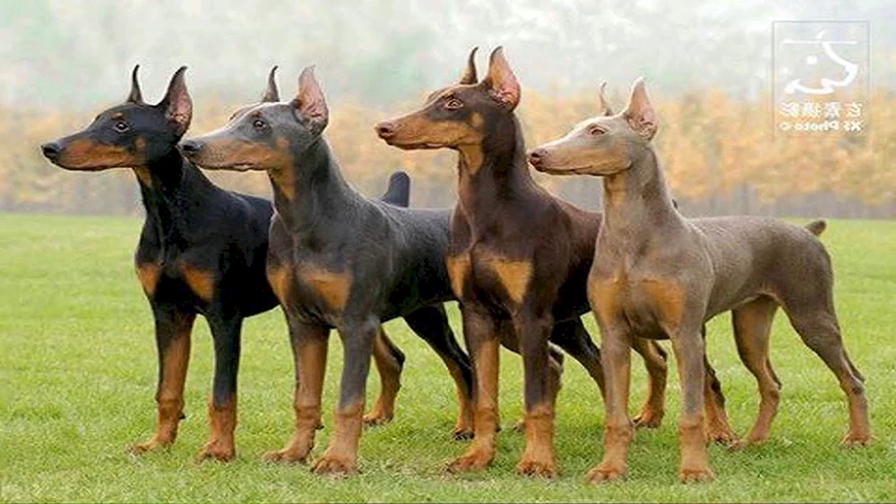 Dobermannpinscher blau