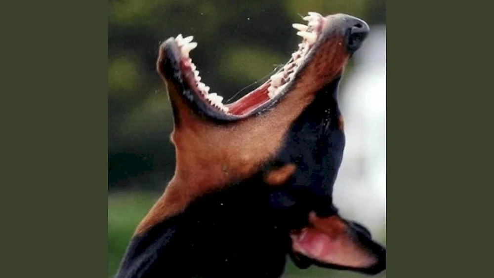 Dobermann Pinscher wütendes Bellen