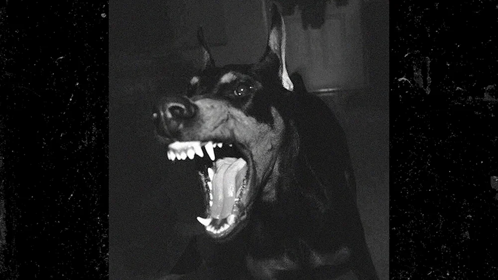 Dobermann Pinscher wütendes Bellen