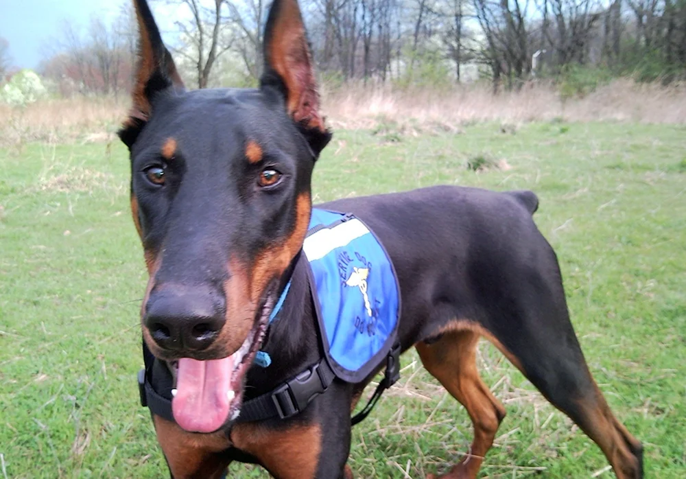 Dobermann pinscher blau