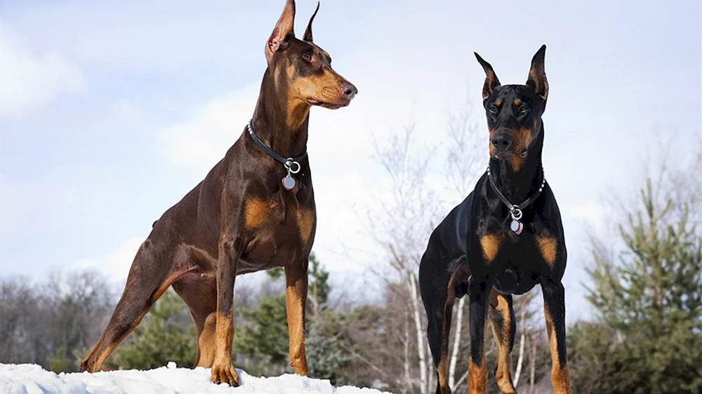 Dobermannpinscher. Schokopinscher