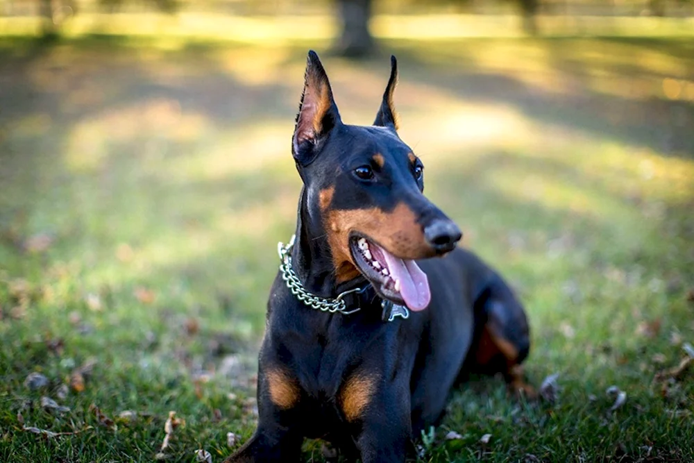 Dobermann Hund Rasse