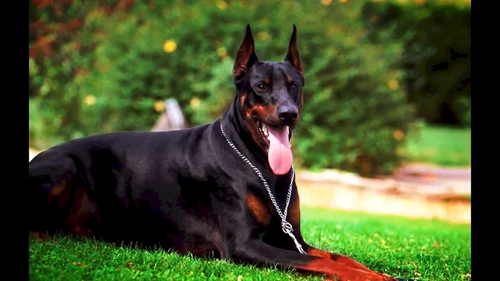 Dobermann Pinscher