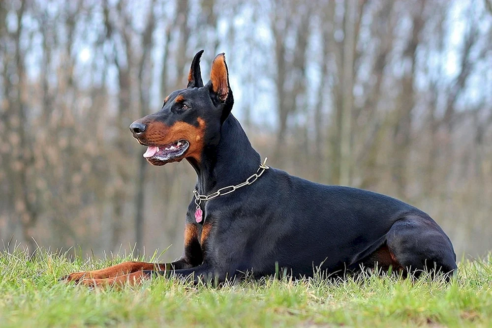 Dobermann Hund. Pinscher
