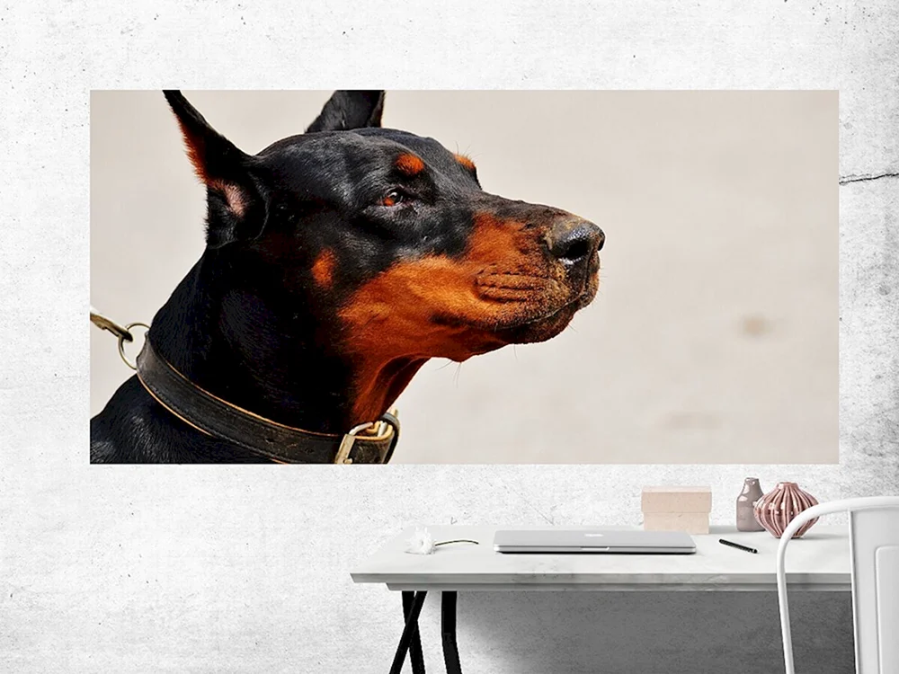 Dobermann Pinscher