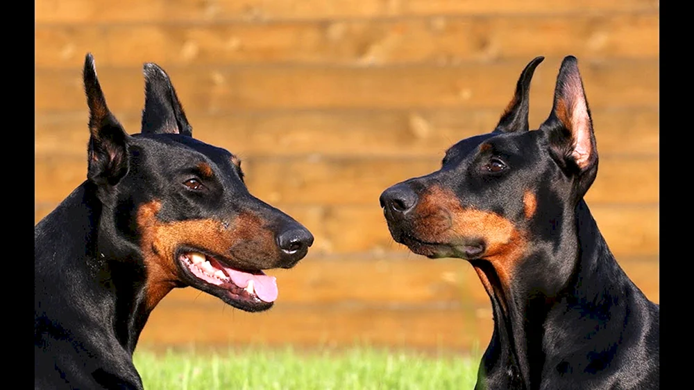 Dobermann Hund