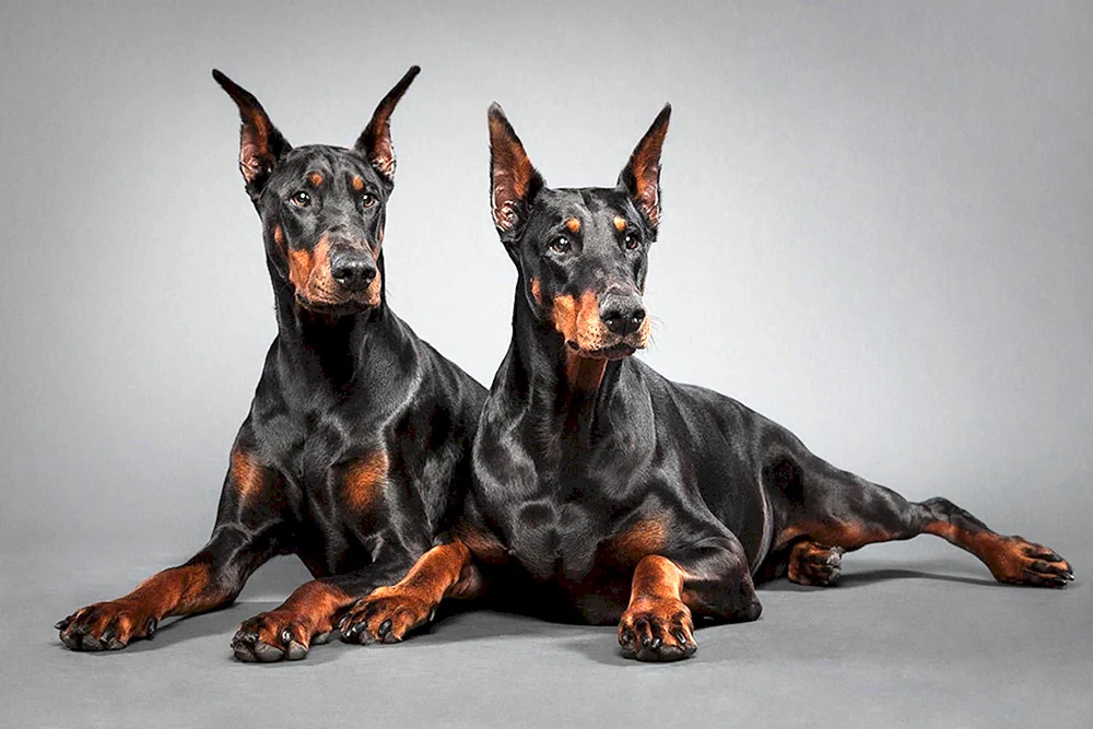 King Dobermann