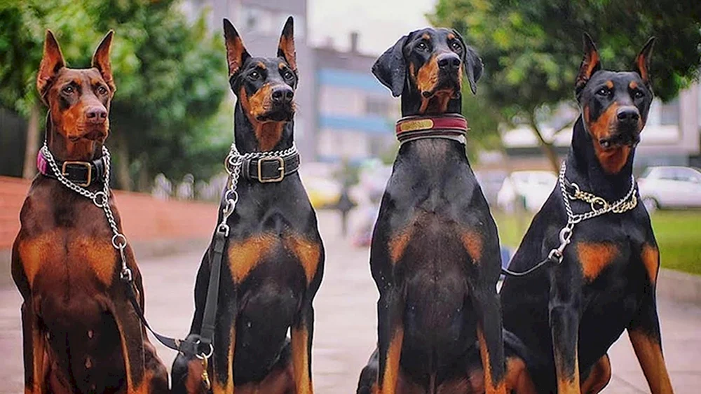 Dobermann Hunderassen