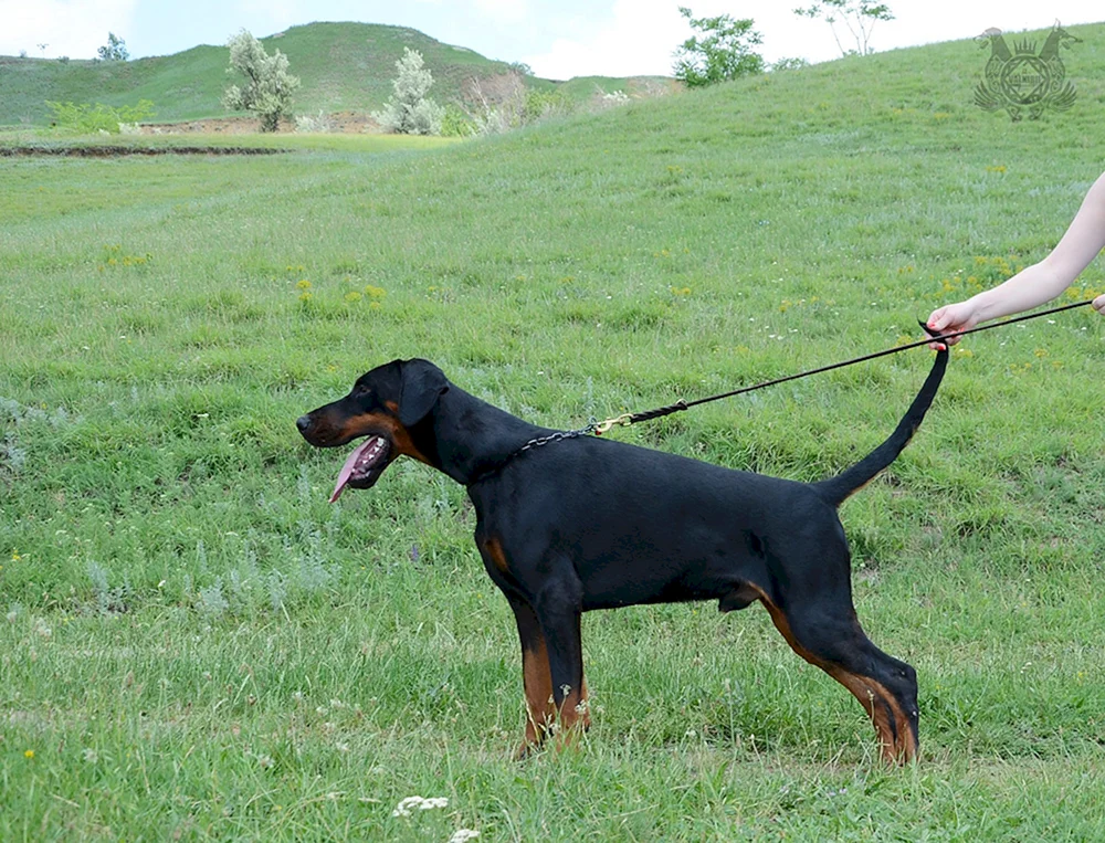 Dobermann mit langem Schwanz