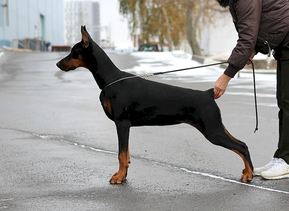 Dobermann gefleckt