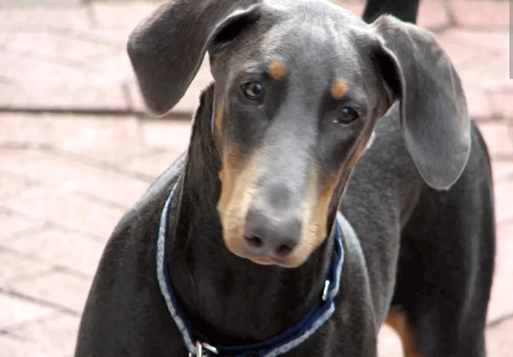 Dobermann mit ungeschnittenen Ohren
