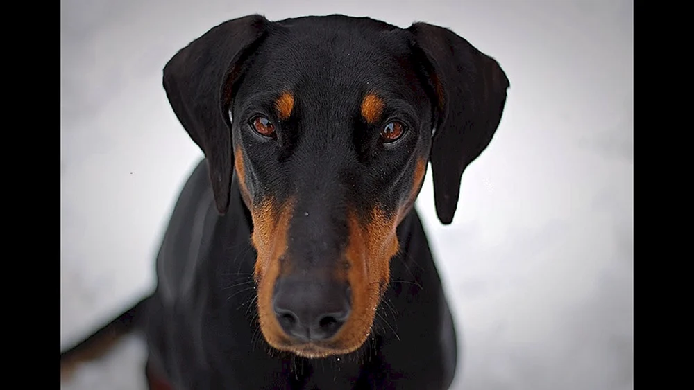 Dobermann mit Ohren ungekürzt