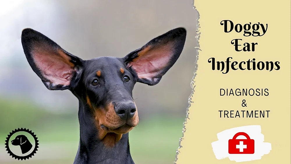 Dobermann mit unkupierten Ohren