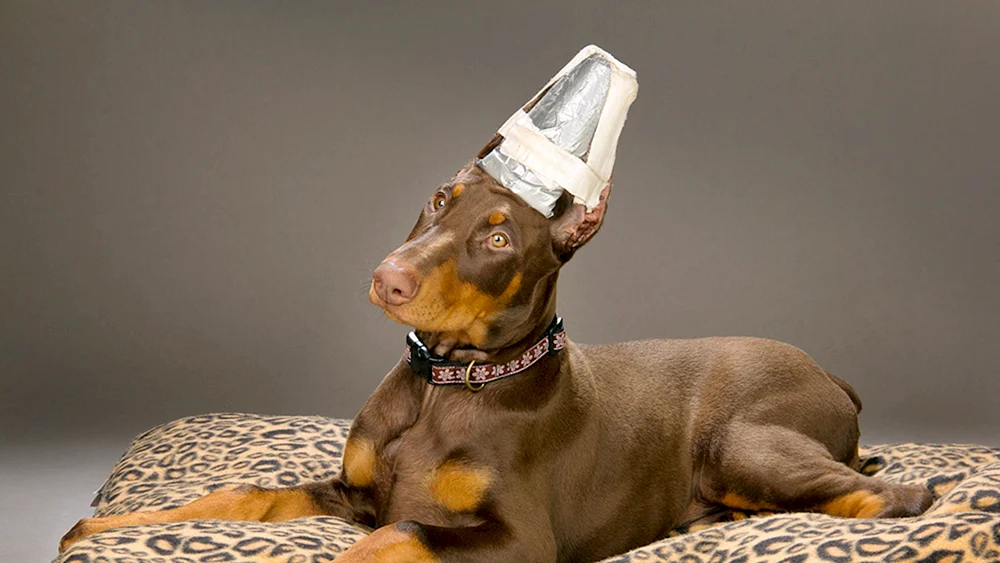 Dobermann mit ungekürzten Ohren