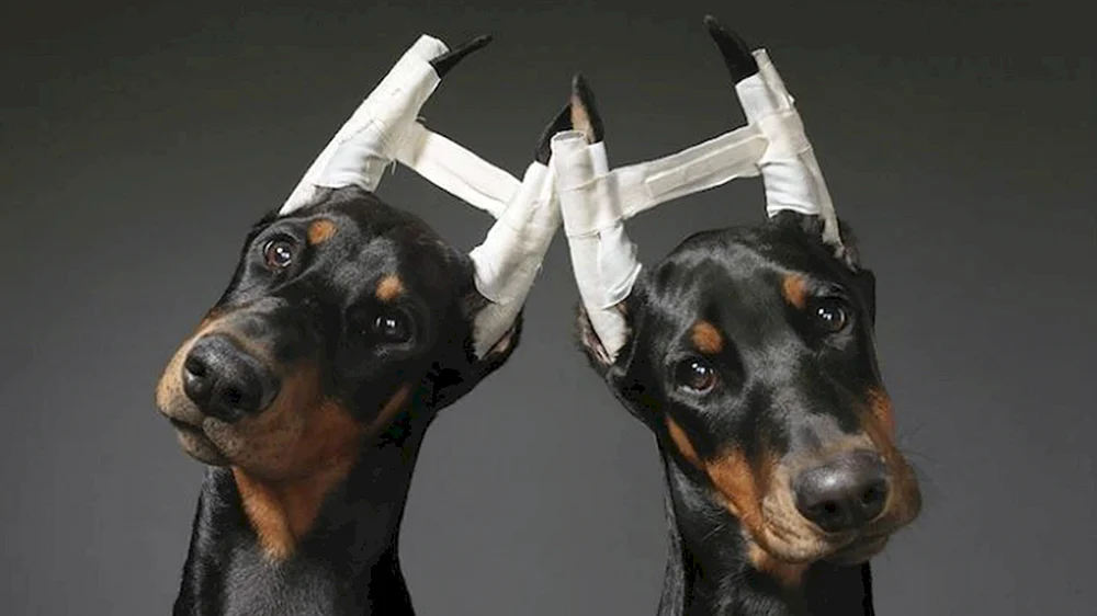 Dobermann ungekürzt. Pinscher mit ungekürzten Ohren