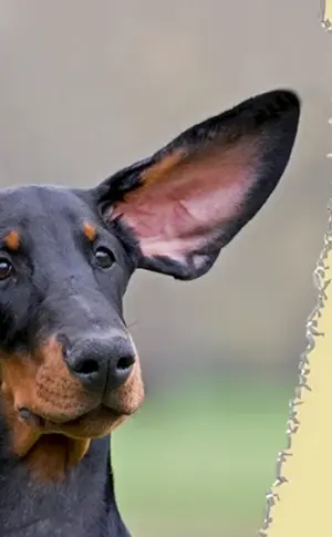 Dobermann mit stehenden Ohren