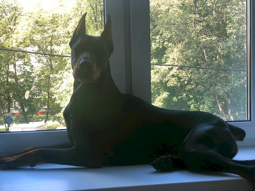 Dobermann mit unkupierten Ohren und Schwanz