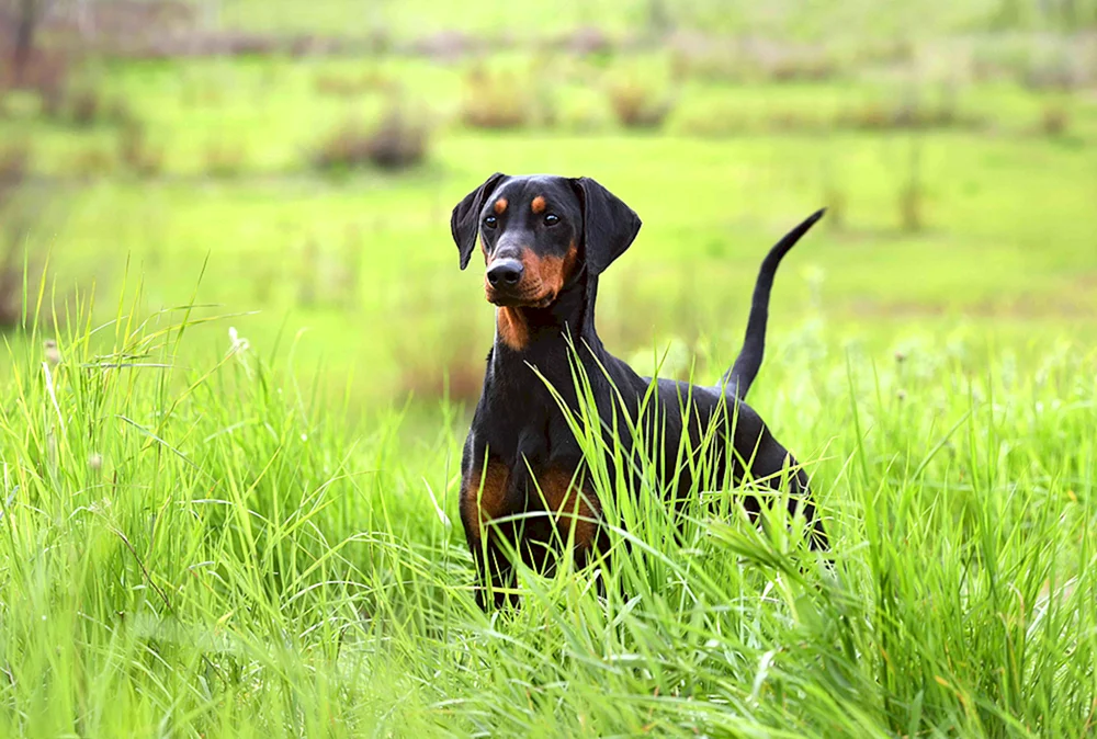Dobermann. mit Ohren und Schwanz