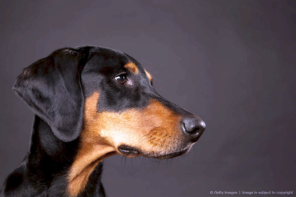 Dobermann ungekauft