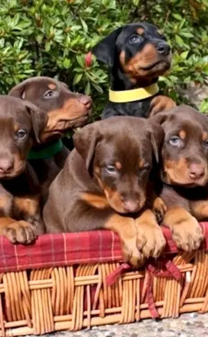 Dobermann Welpe