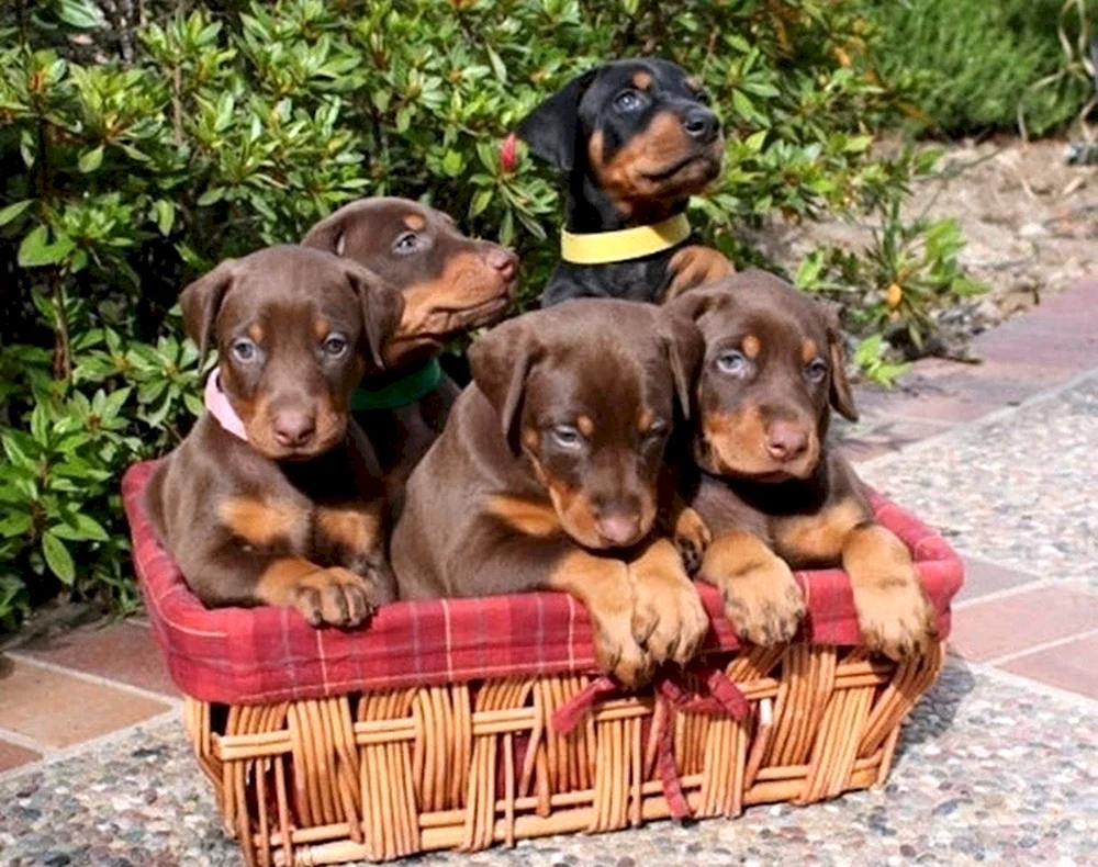 Dobermann Welpe