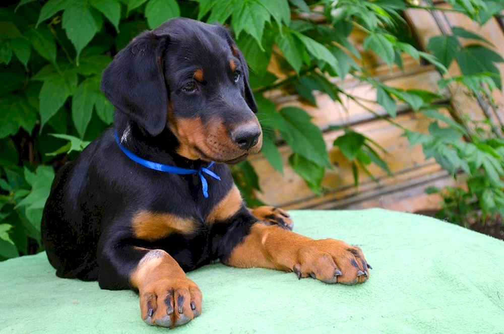 Dobermannwelpe
