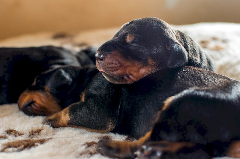 Dobermannhund