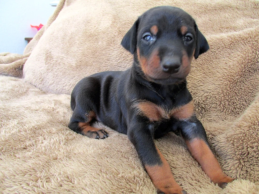 Dobermannhund