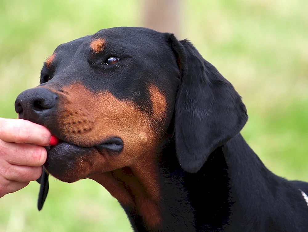Dobermannwelpe Pinscher Welpe