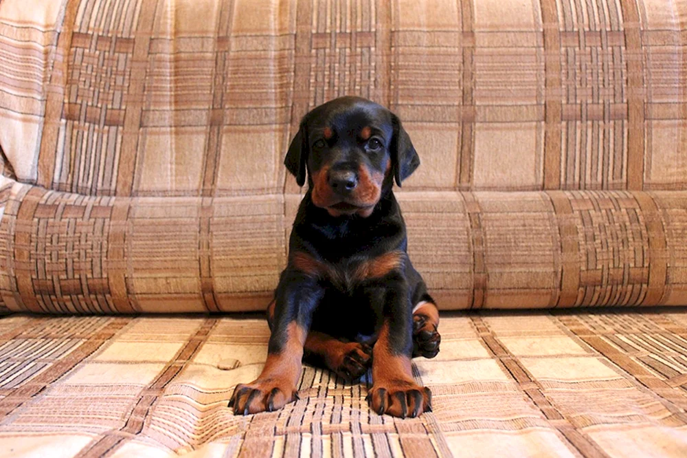 Dobermann Welpe